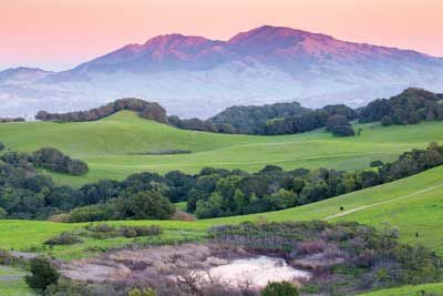 The East Bay Pet Owner's Guide
